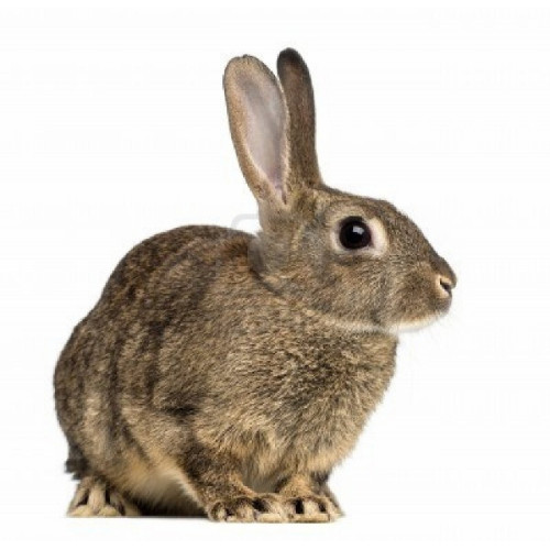 Frozen Rabbit Large GlobalGeckos.co.uk